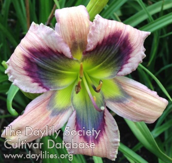 Daylily Little Blue Devil