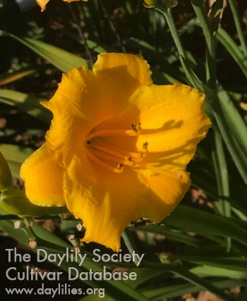 Daylily Little Mother Rucker