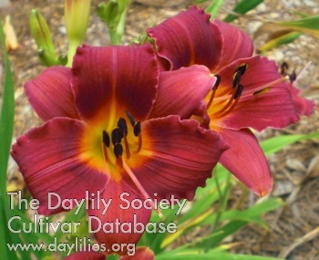 Daylily Little Red Dazzler