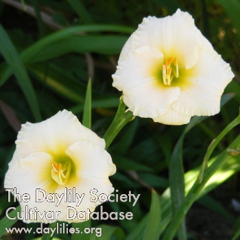 Daylily Little Fat Cat