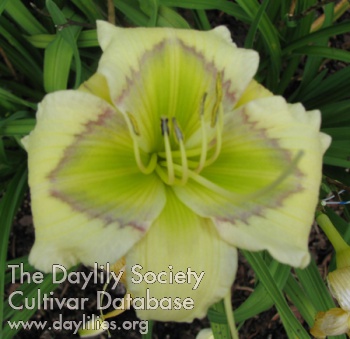 Daylily Little Leprechaun