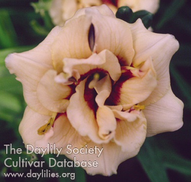 Daylily Little Miss Manners