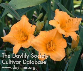 Daylily Little Orange Tex