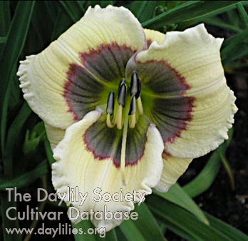 Daylily Little Sea Sprite