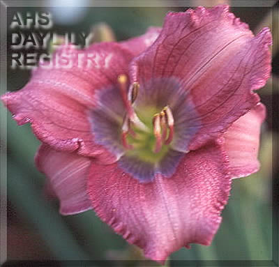 Daylily Little Secrets