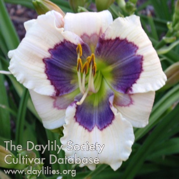 Daylily Little Wizard