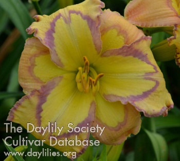 Daylily Louisiana Morning