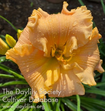 Daylily Love of My Life Tracy