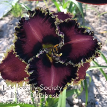 Daylily Lynx