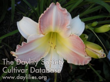 Daylily Last Pink Confection