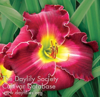 Daylily Love in a Vacuum