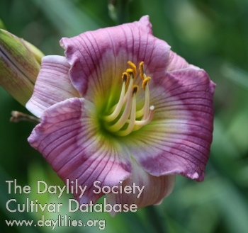 Daylily Madawaska Mist