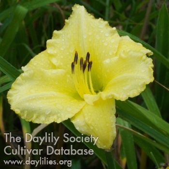 Daylily Made in Germany