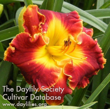 Daylily Madly Red
