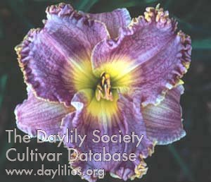 Daylily Magic Amethyst