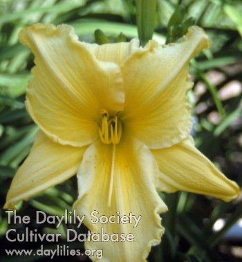 Daylily Magnificent Obsession-1972