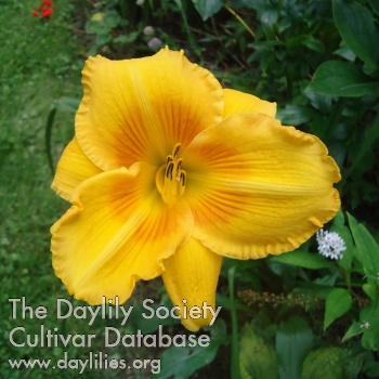 Daylily Magnum Opus