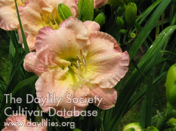 Daylily Mariolas Traum