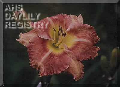 Daylily Mars Rover