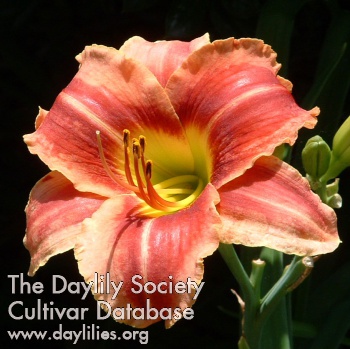 Daylily Mary Alice Stokes