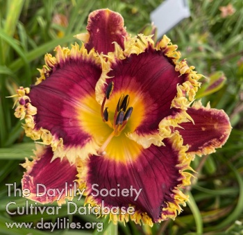 Daylily Mary Kathryn's Delight