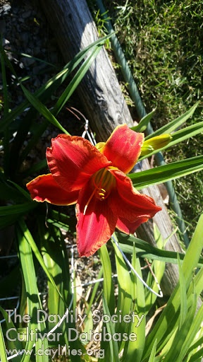 Daylily Maya May