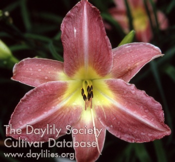 Daylily Mayan Goddess