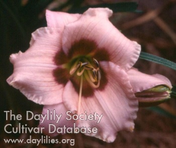 Daylily Maybelle Dodd