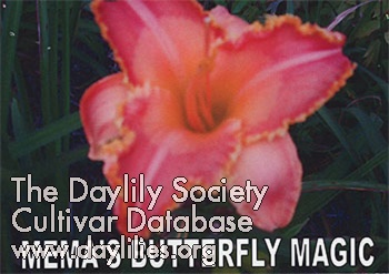 Daylily Mema's Butterfly Magic