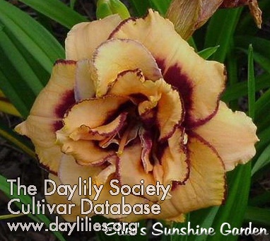 Daylily Memories of Mary Jane