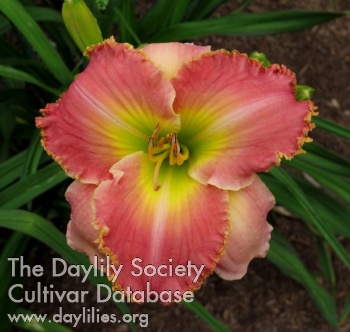 Daylily Message of Love