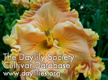 Daylily Midas Touch of Gascone