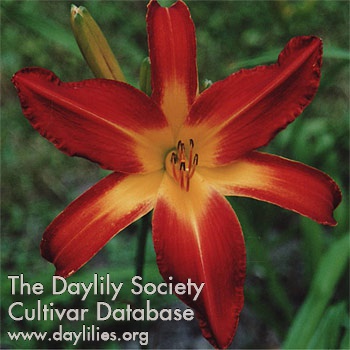 Daylily Mighty Thor