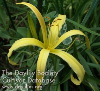 Daylily Miracle Worker