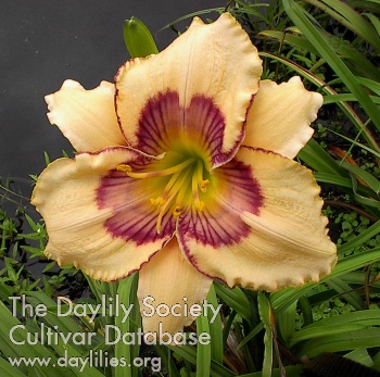 Daylily Moon Feather