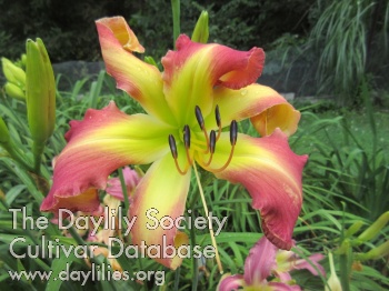 Daylily Moonglow Pirouette