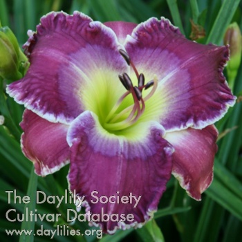 Daylily Moonstone Magic