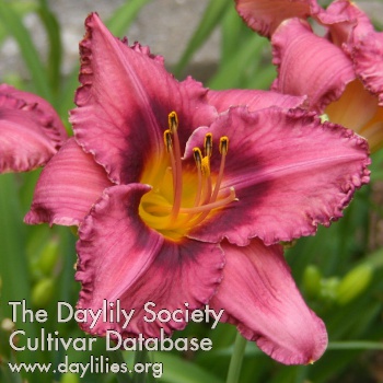 Daylily Mort's Magic