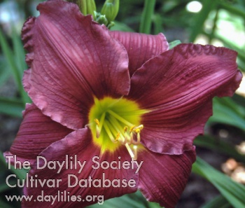 Daylily Motor Mouth