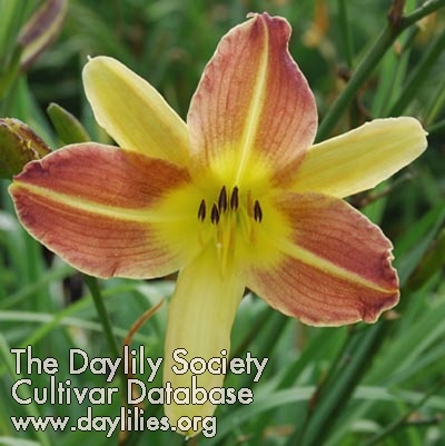 Daylily Mouse Cookie