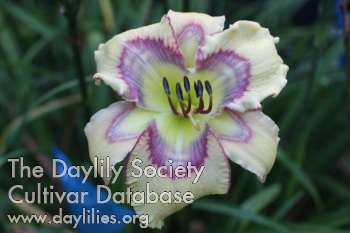 Daylily Multicolored Tanager