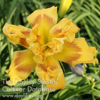 Daylily Mayor of Cornatzer