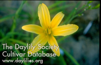 Daylily Minotaur