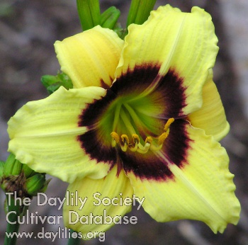 Daylily Nacogdoches Pansy