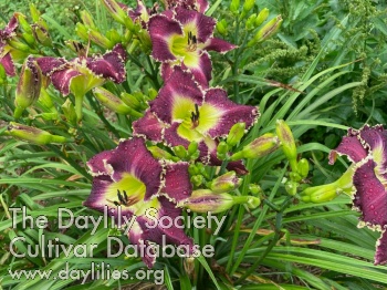 Daylily Nasty Woman