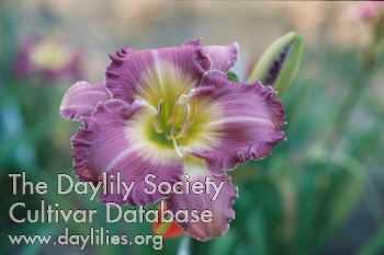 Daylily Nature's Sunday Organdy