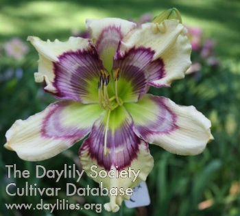 Daylily Nature's Reverberations