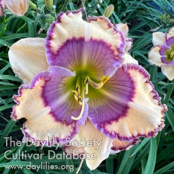 Daylily Neon Violet