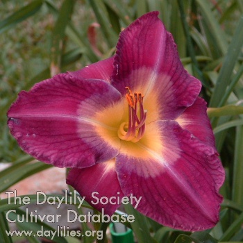Daylily Nivia Guest