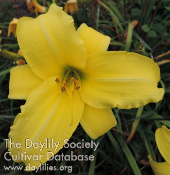 Daylily Northbrook Star